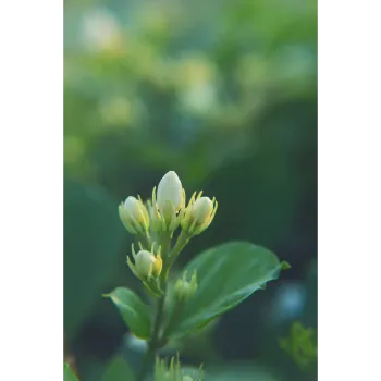   Natural Jasmine Plants